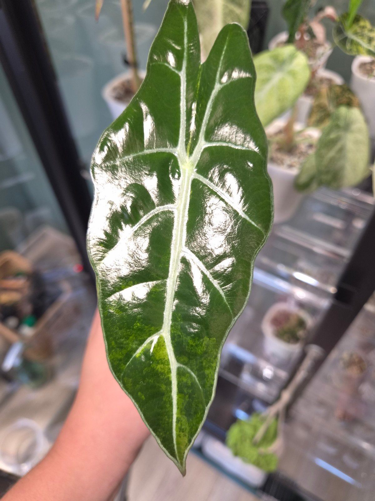 Alocasia sanderiana 'Bull Aurea', Huis en Inrichting, Kamerplanten, Ophalen of Verzenden, Halfschaduw, Minder dan 100 cm