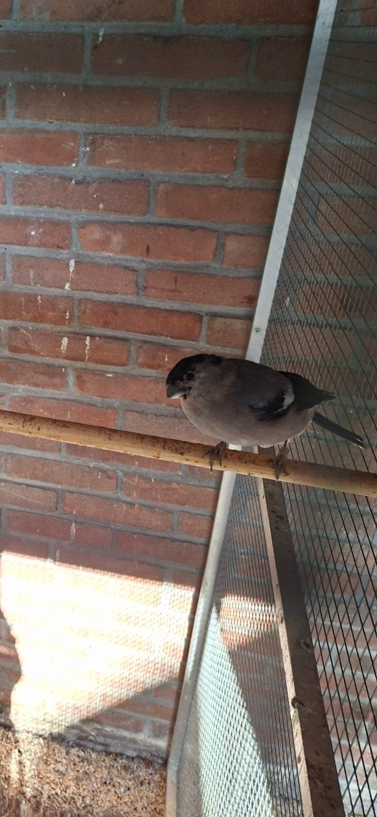 noordse goudvink pop, Vrouwelijk, Kropper