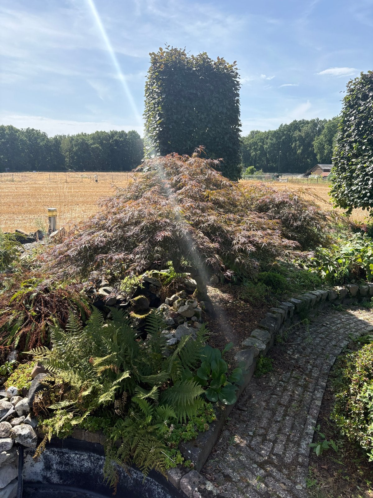 Mooie Japanse esdoorn (rood/groen kleurig), Tuin en Terras, Bloeit niet, Overige soorten, 100 tot 250 cm, Ophalen