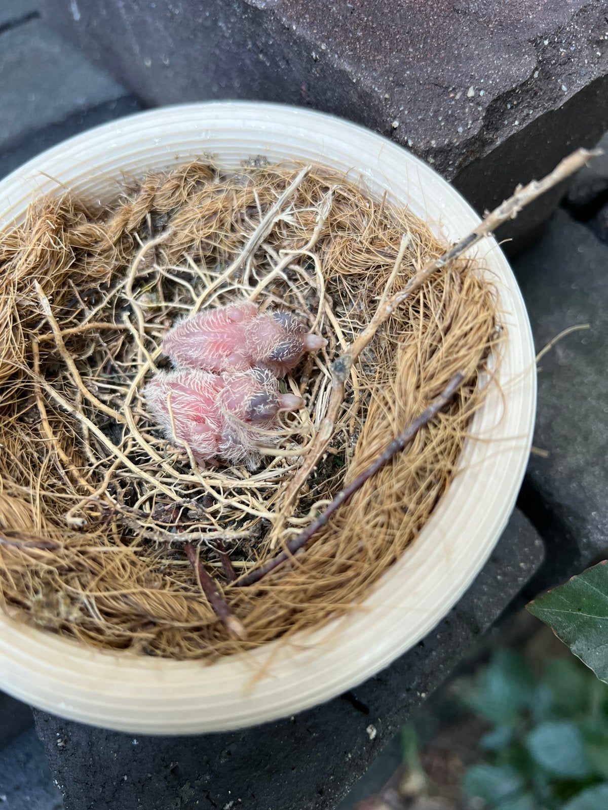 Diamand duifjes  ( jonge ), Dieren en Toebehoren, Meerdere dieren, Parkiet