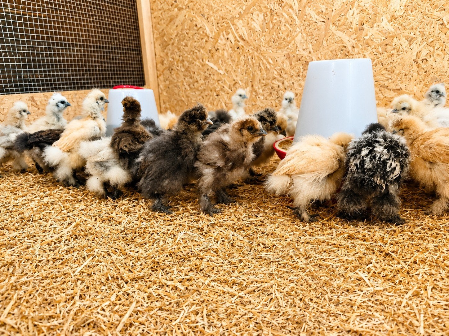 Zijdehoen hennen 5 weken, Dieren en Toebehoren, Pluimvee, Vrouwelijk, Kip