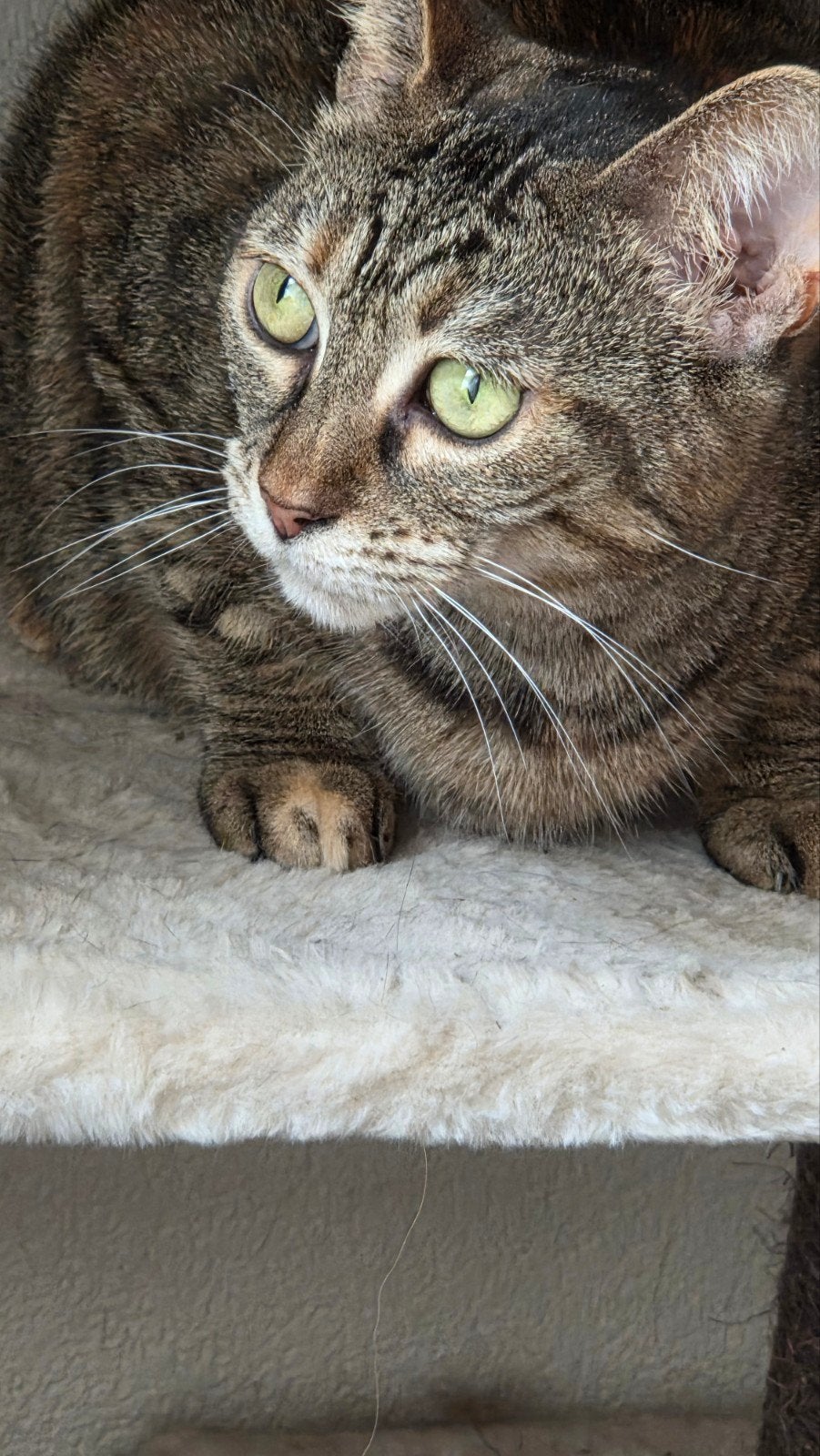 Goed tehuis gezocht voor 5 jarige poes, Dieren en Toebehoren, Poes
