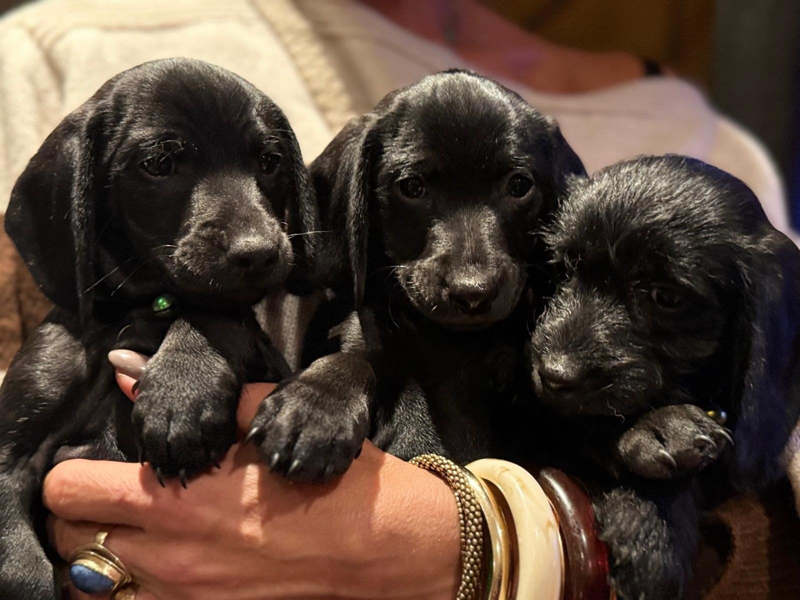 Nog 3 zwarte reuen️ Prachtige Doxiepoo's zoeken 4-ever hom, Dieren en Toebehoren, Poedel, CDV (hondenziekte), 8 tot 15 weken, Meerdere