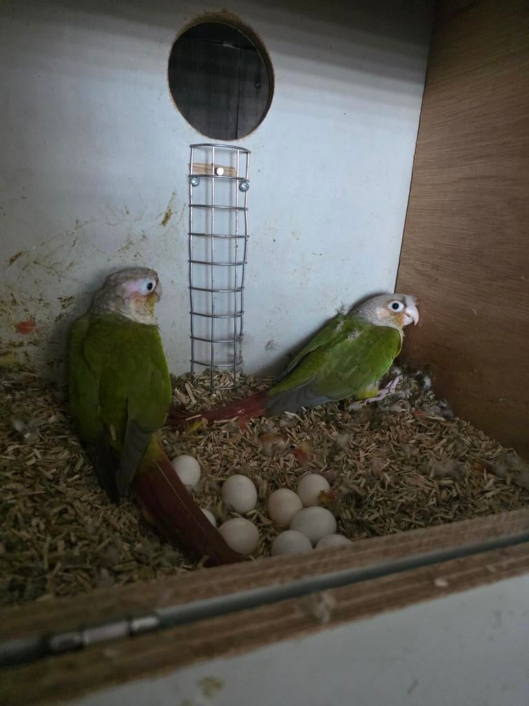 pyrrhura molinae pineapple, Geslacht onbekend, Parkiet, Tam