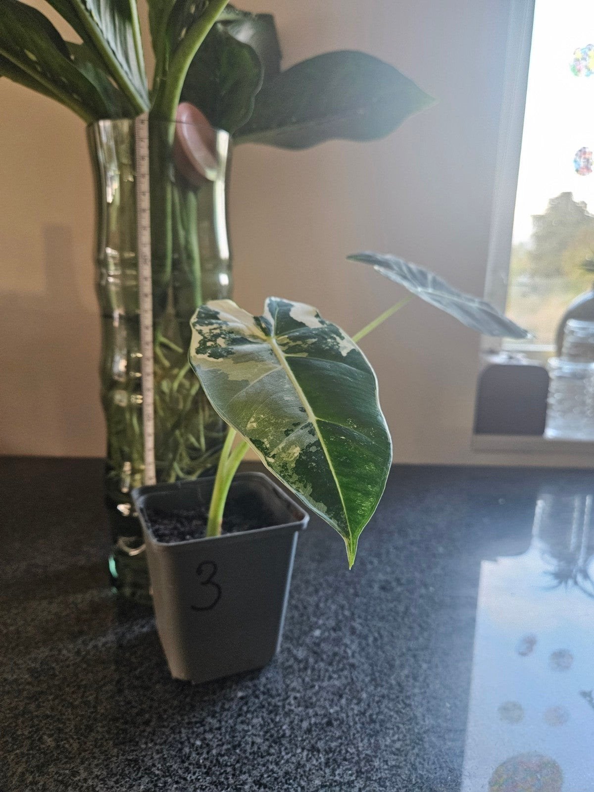 Alocasia Frydek Variegata, Ophalen of Verzenden, Overige soorten, Halfschaduw, Minder dan 100 cm