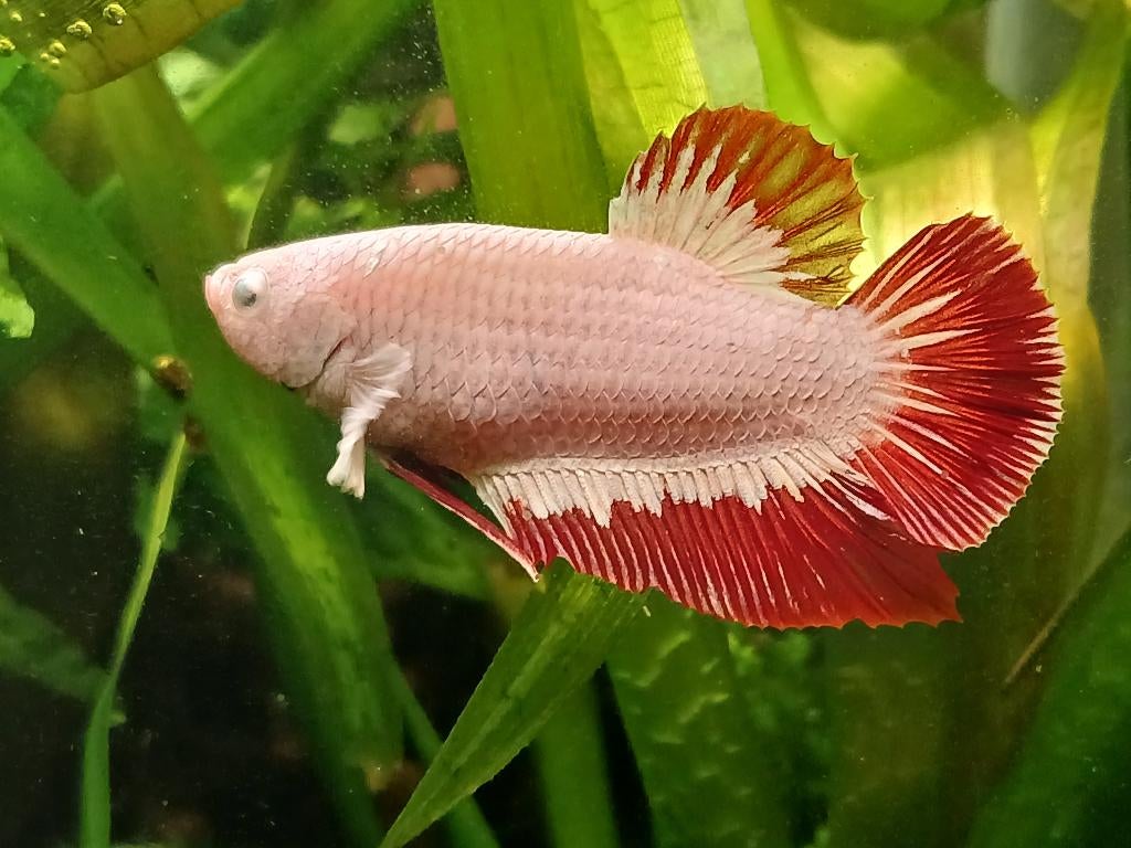 Betta Man, Dieren en Toebehoren, Vis, Zoetwatervis