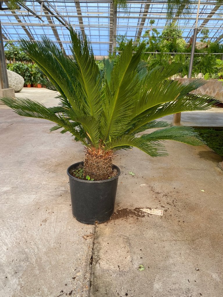 Cycas palm/ Palmvaren, Ophalen, Halfschaduw, Minder dan 100 cm