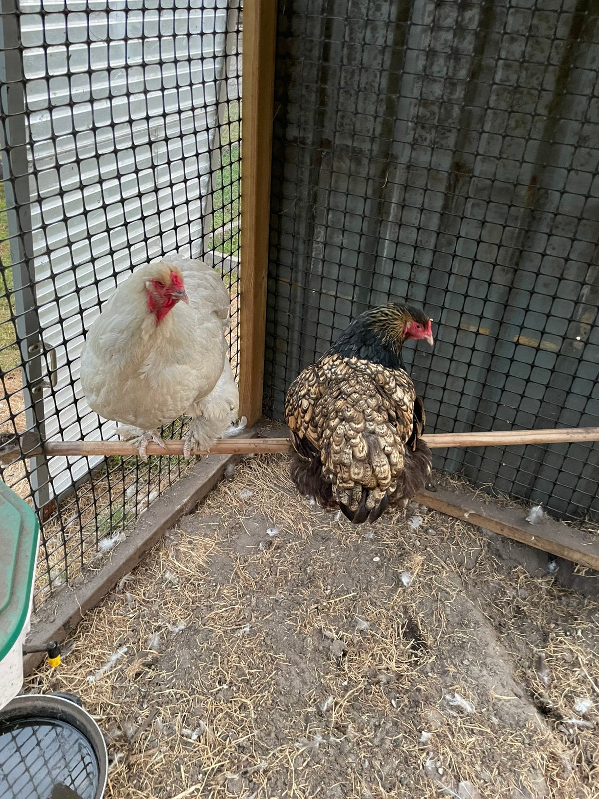 brahma kippen 3 stuks, Dieren en Toebehoren, Pluimvee, Vrouwelijk, Kip