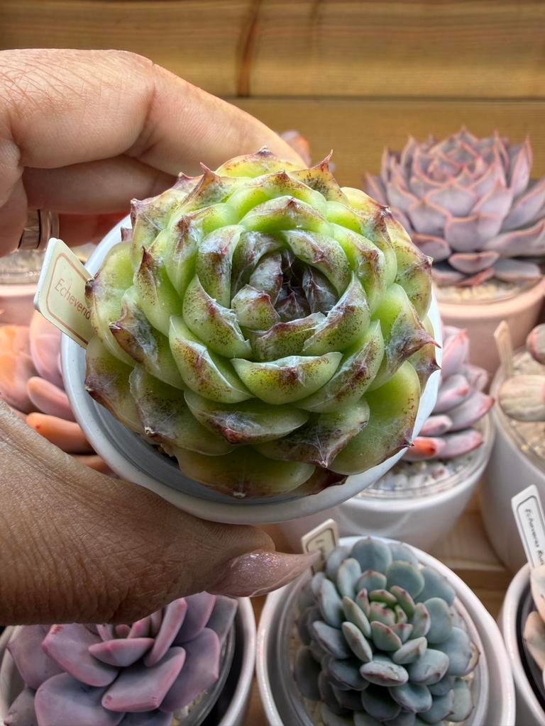 Echeveria Fairy Zixia - Prachtige Succulent, Verzenden, Halfschaduw, Minder dan 100 cm