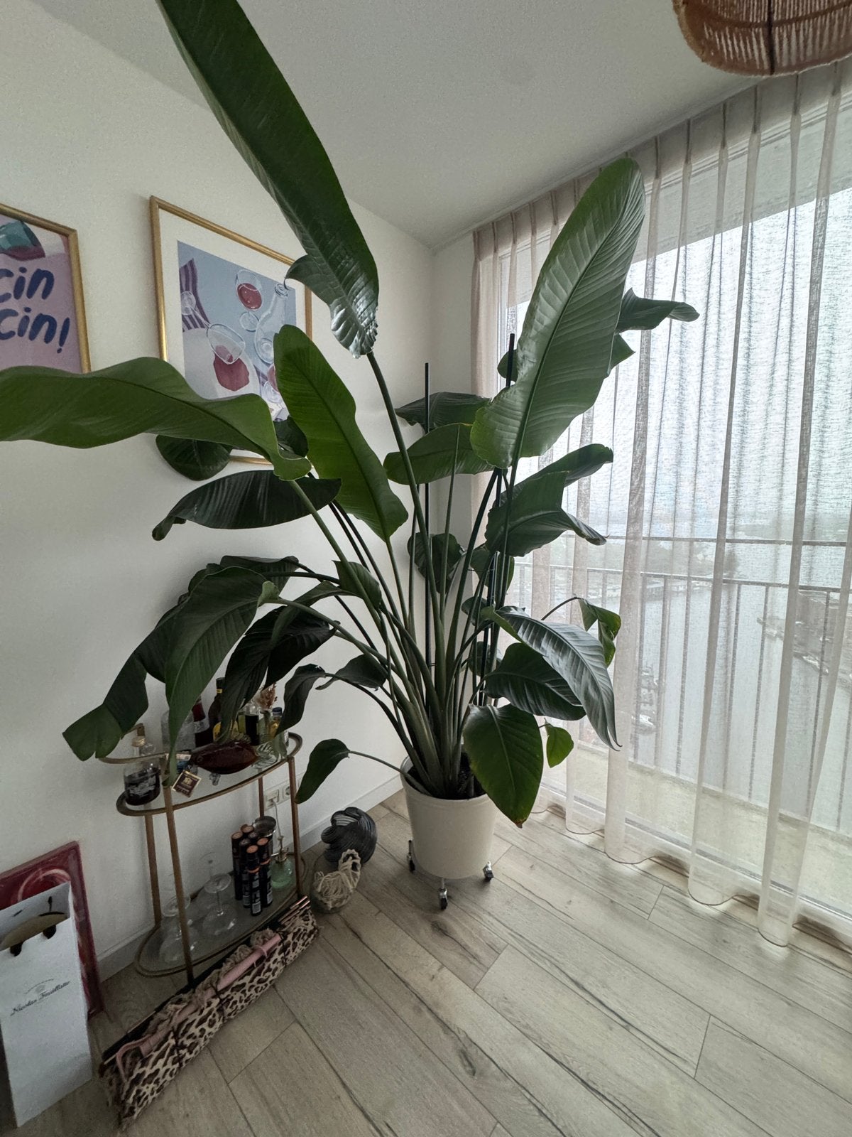 STRELITZIA, Ophalen, 200 cm of meer, In pot, Bloeiende kamerplant