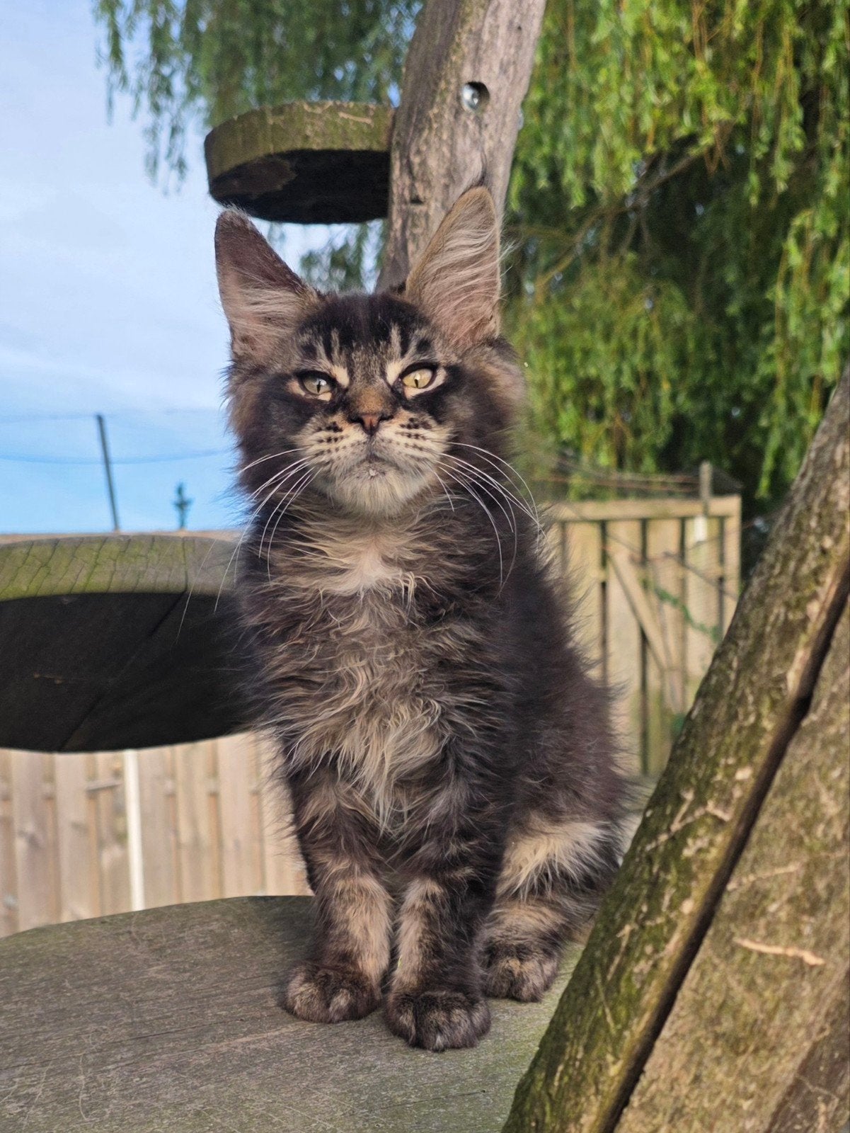 Mooie maine coon kittens met stamboom, Meerdere dieren, Met stamboom