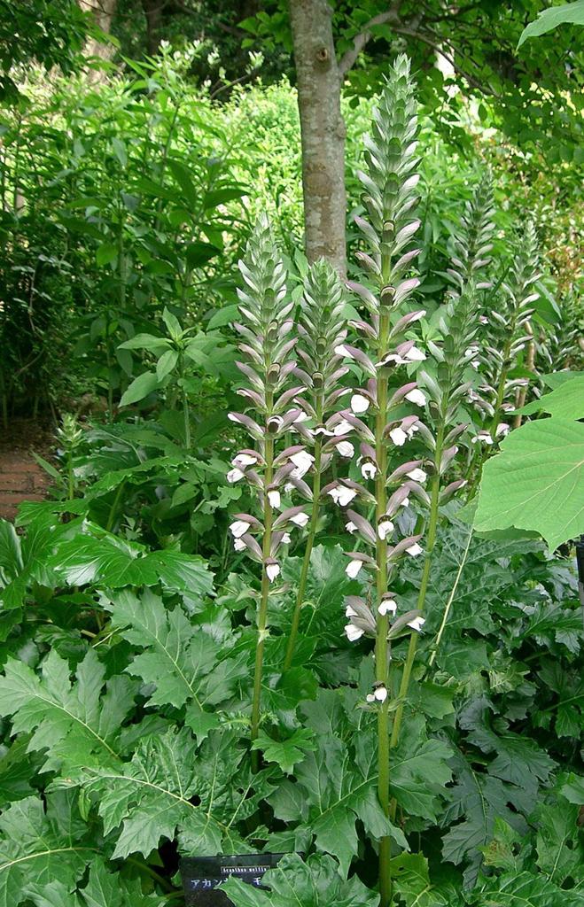 Acanthus mollis Akant - Jonge planten, Tuin en Terras, Vaste plant, Halfschaduw, Zomer, Ophalen