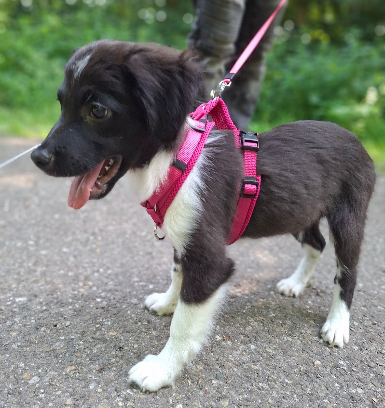 📍 Beschikbaar  
Lieve Border Collie x Friese Stabij, 15 weken tot 1 jaar, Teef, Parvo, Eén hond