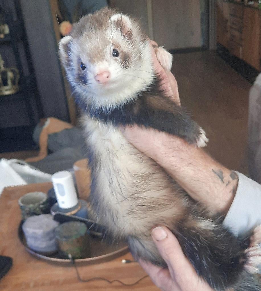 Dekram fret, half angora (niet te koop) beschikbaar, Dieren en Toebehoren, Overige Dieren, Mei, Mannelijk