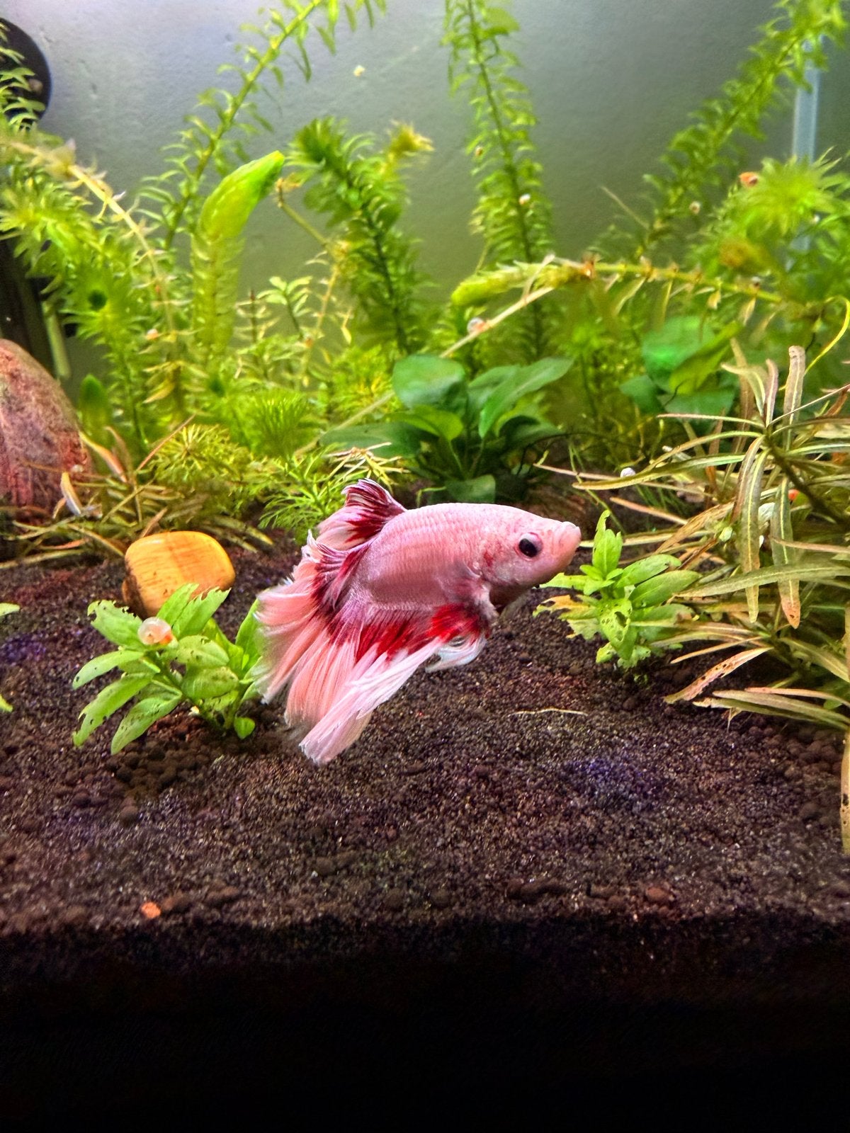 Betta Kempvis