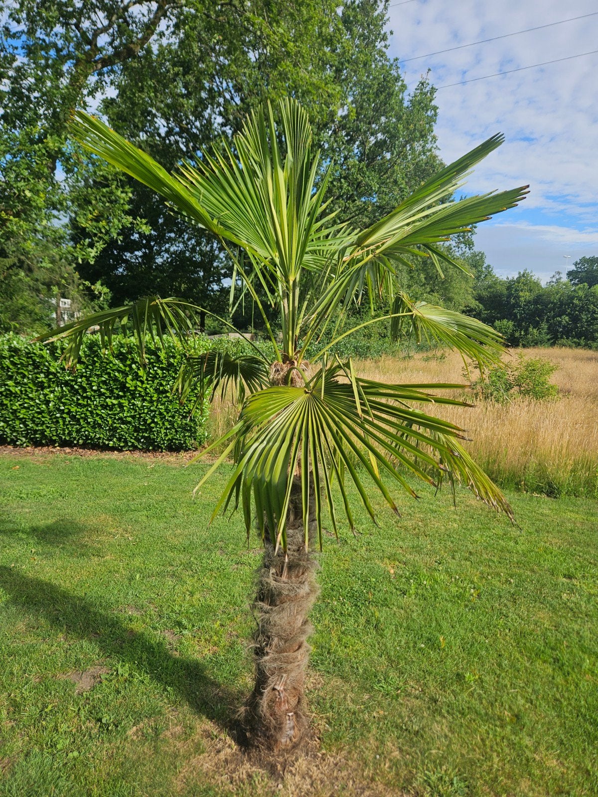 Palmboom 3 meter hoog, Tuin en Terras, Ophalen, Gehele jaar, Volle zon