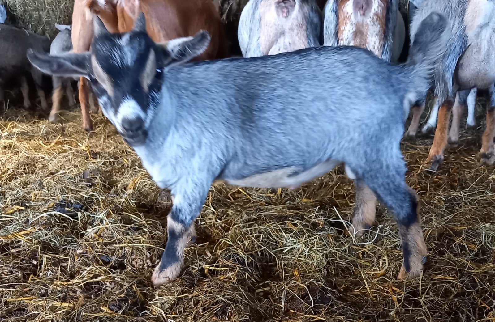 Dwerggeit bok blauwschimmel met tan CAE en CL-vrij, Mannelijk, Geit, 0 tot 2 jaar