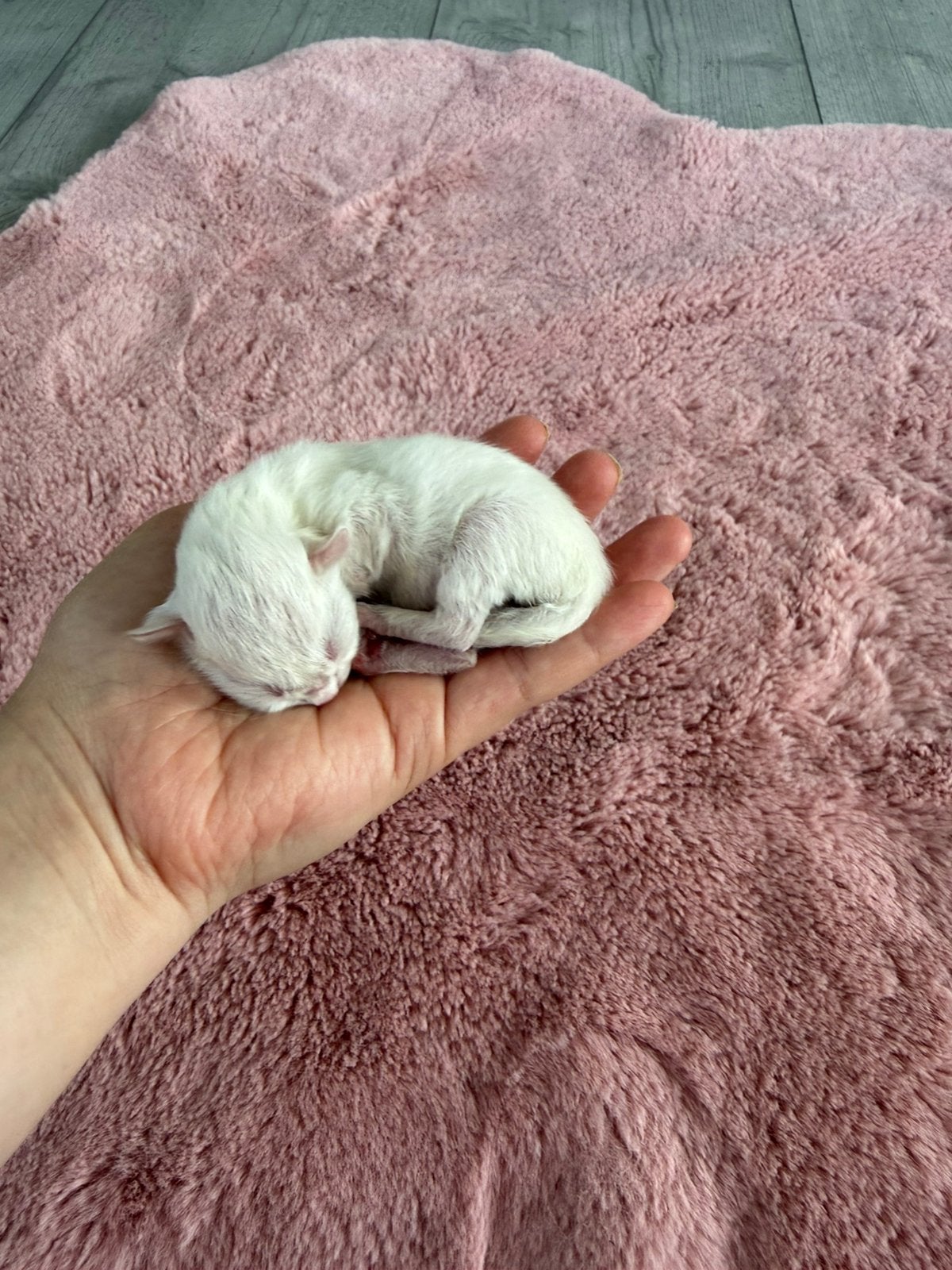 Ragdolls kittens, mogen hun netstje verlaten., Meerdere dieren, Gechipt, 0 tot 2 jaar