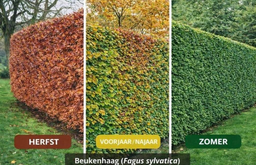 Bladhoudende Groene Beuk (Fagus sylvatica) Wortelgoed, Ophalen, Bloeit niet, Halfschaduw, Overige soorten