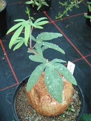 Adenia Stenadicta van oorsprong uit Tanzania, Overige soorten, Ophalen of Verzenden, In pot, Minder dan 100 cm