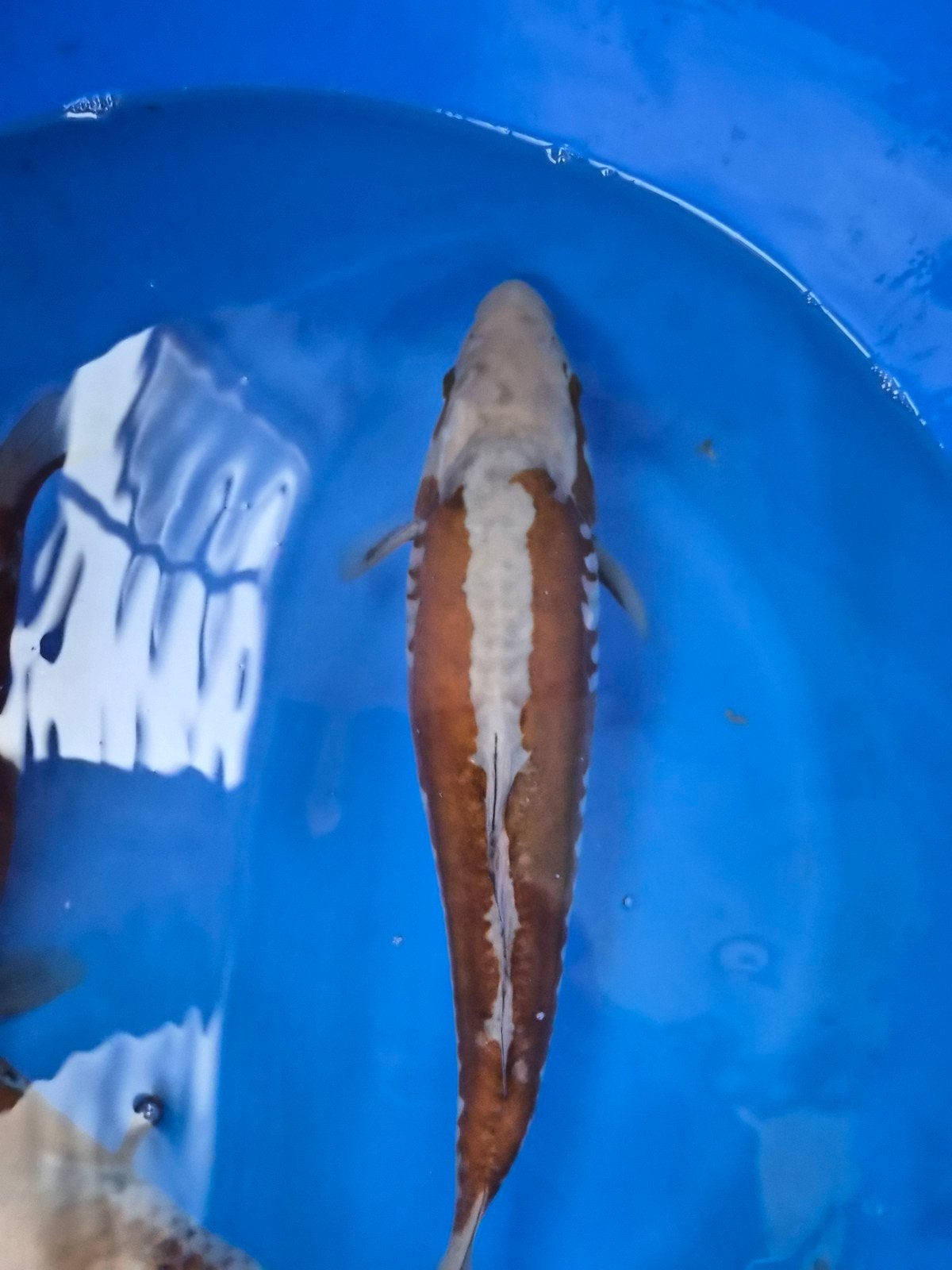 diverse einde tosai of nisai  koi, Karper of Koi