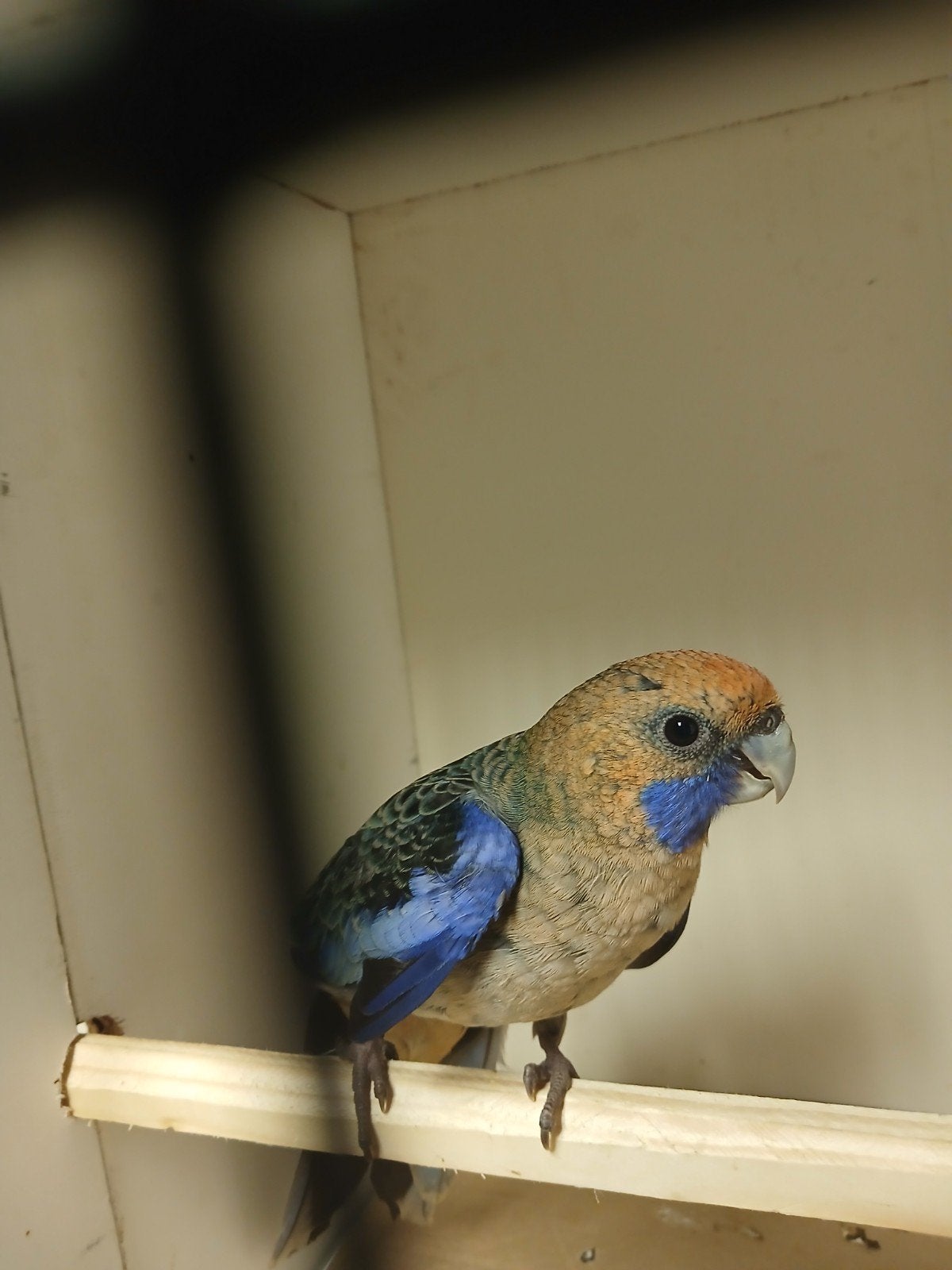 te pennant oranje pop, Dieren en Toebehoren, Meerdere dieren, Parkiet
