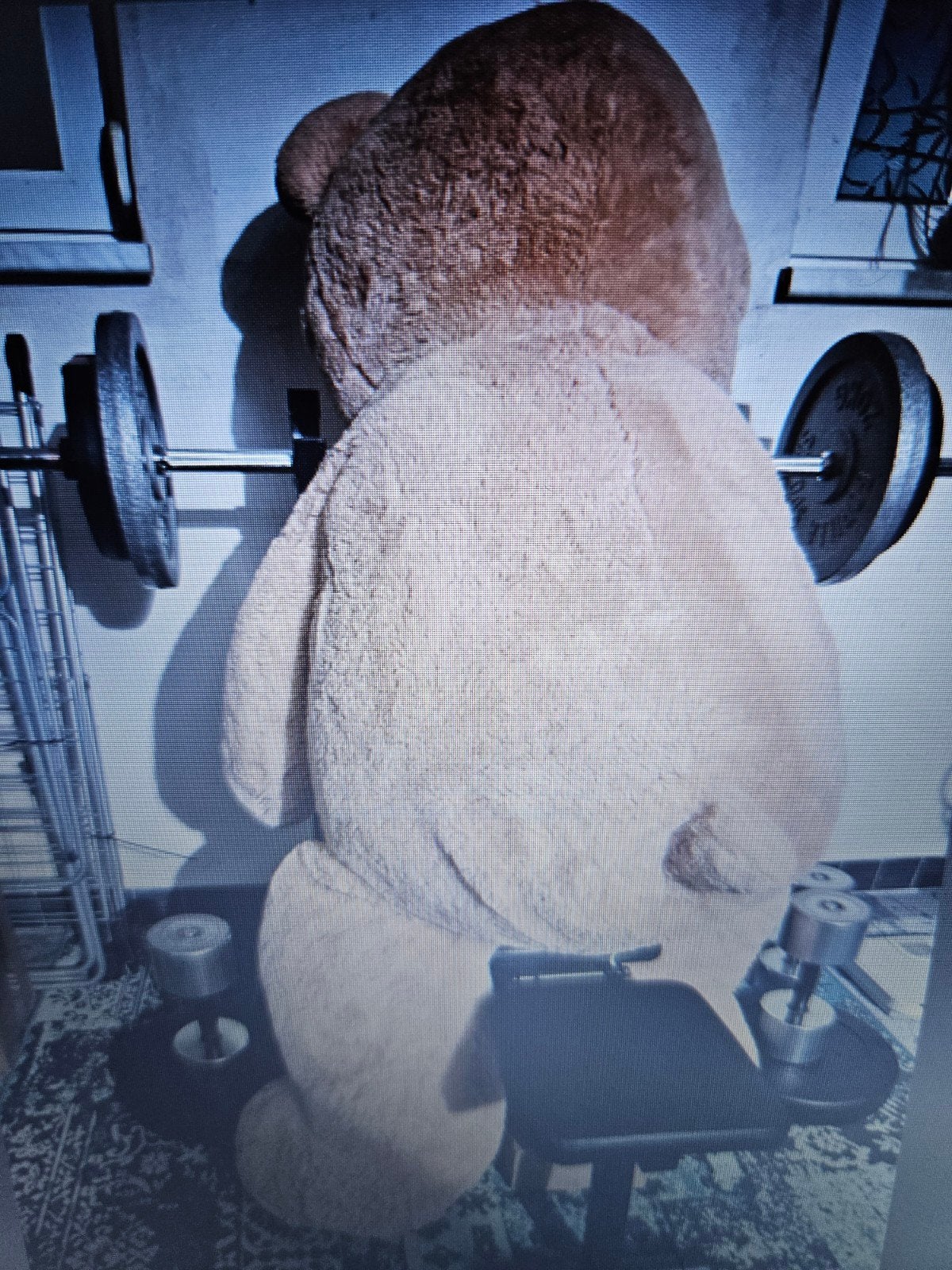 mega grote teddy knuffelbeer, Ophalen, Nieuw, Beer
