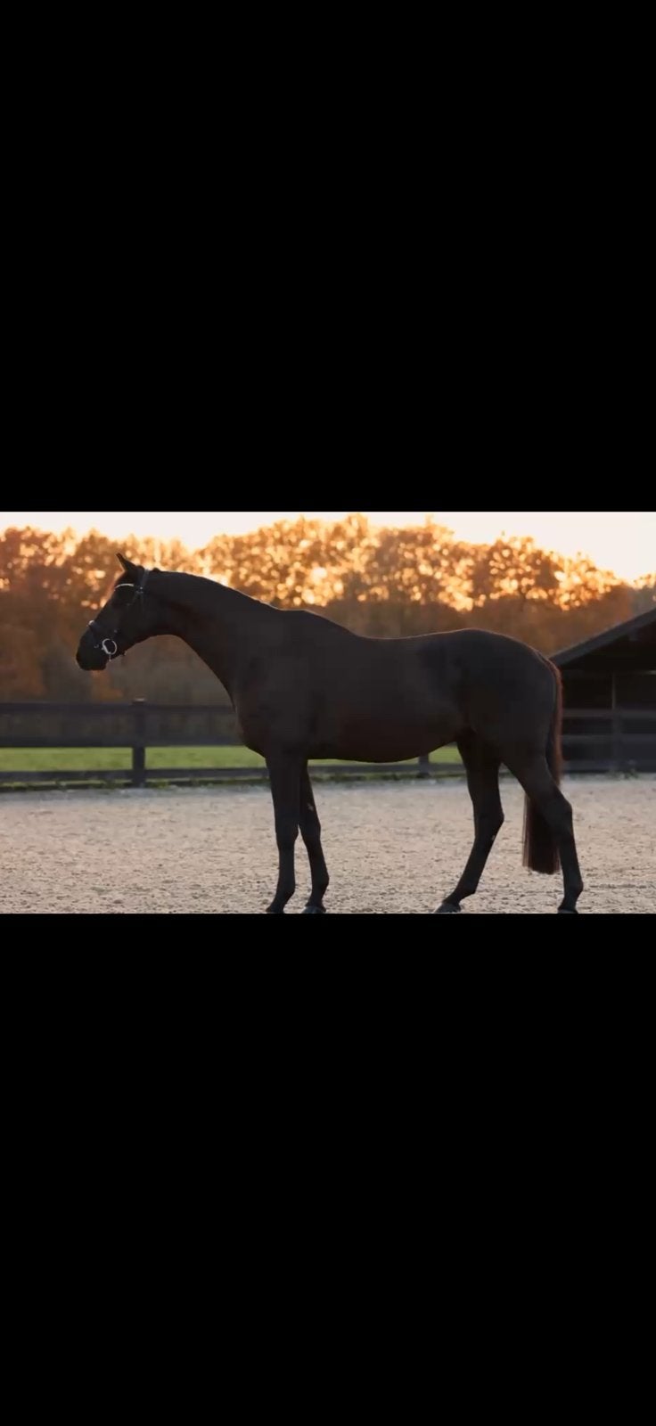 Lieve allrounder te koop Sir Sansibar x Rotura (v. Axis), Dieren en Toebehoren, Springpaard, Met stamboom, Ruin, L