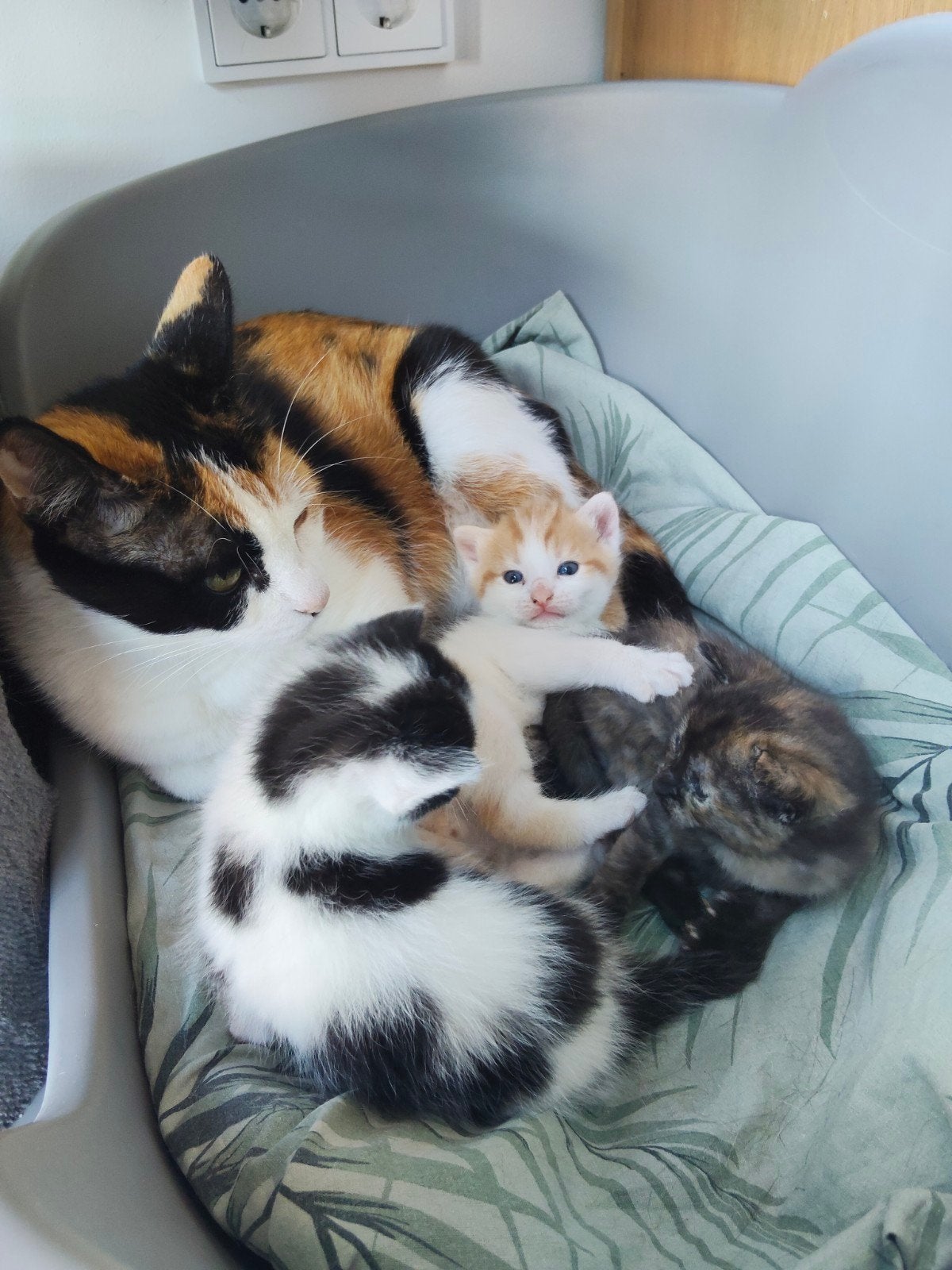 Boerderij kittens, Meerdere dieren, 0 tot 2 jaar