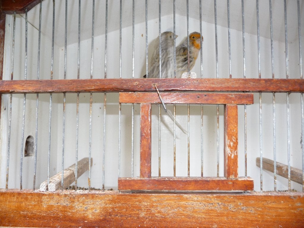 kanarie, Mannelijk, Kleurkanarie