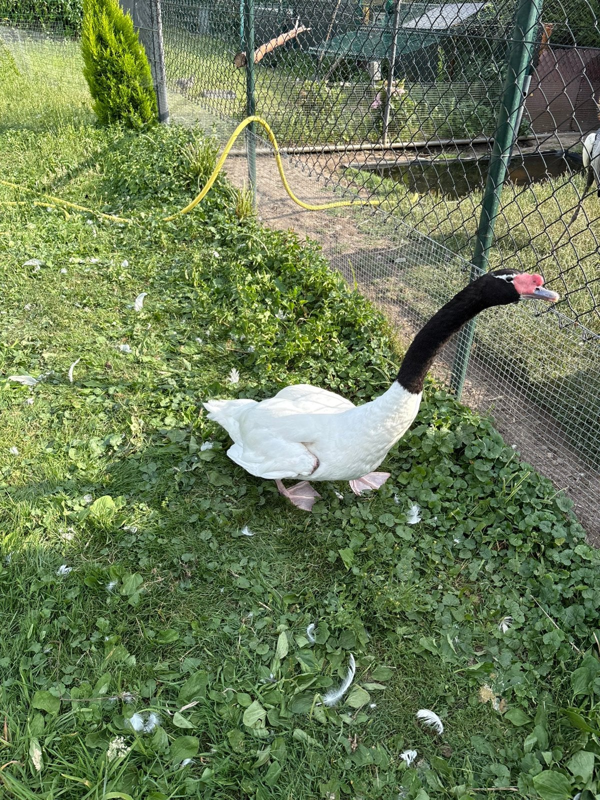 Mooie overjarige zwarthalszwaan kweekman, Mannelijk, Gans of Zwaan