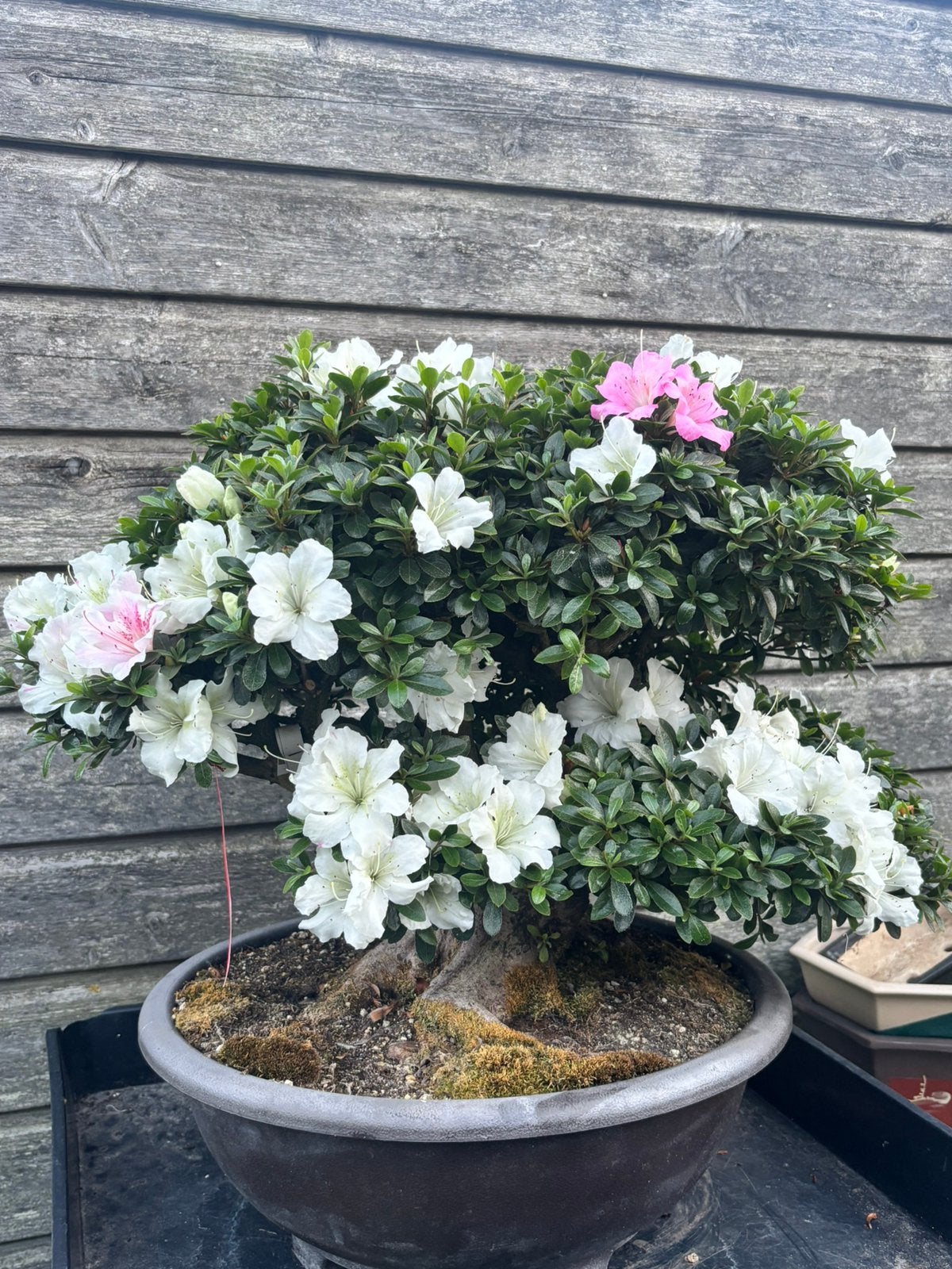 Satsuki azalea bonsai, Ophalen, Volle zon, Overige soorten, Minder dan 100 cm