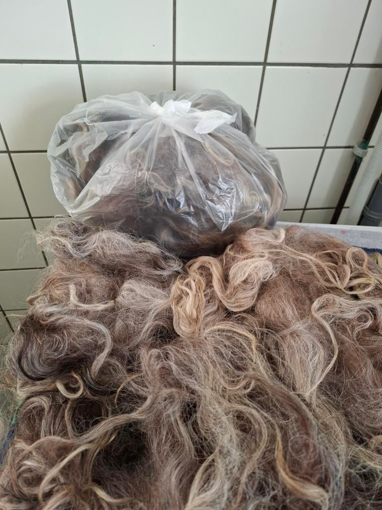 Gewassen wol Racka schaap 3 kleuren, Ophalen of Verzenden, Nieuw, Spinwol