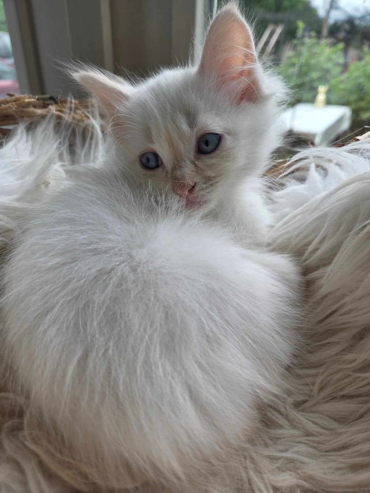 Lieve ragdoll kitten wit met red points!, Dieren en Toebehoren, Katten en Kittens | Raskatten | Langhaar, Kater