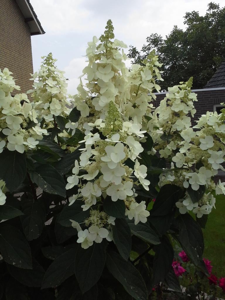AANBIEDING!!! PLUIMHORTENSIA'S e.a. 3 voor €15, 10 voor €45, Ophalen, Overige soorten, Halfschaduw