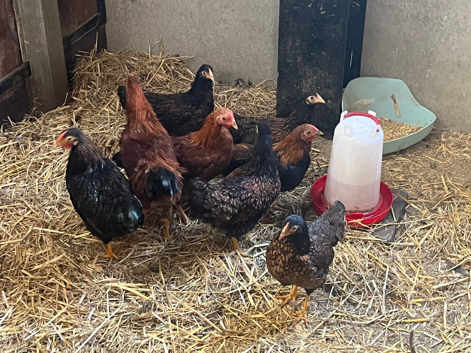 Jonge Wyandotte krielen, Dieren en Toebehoren, Meerdere dieren, Kip