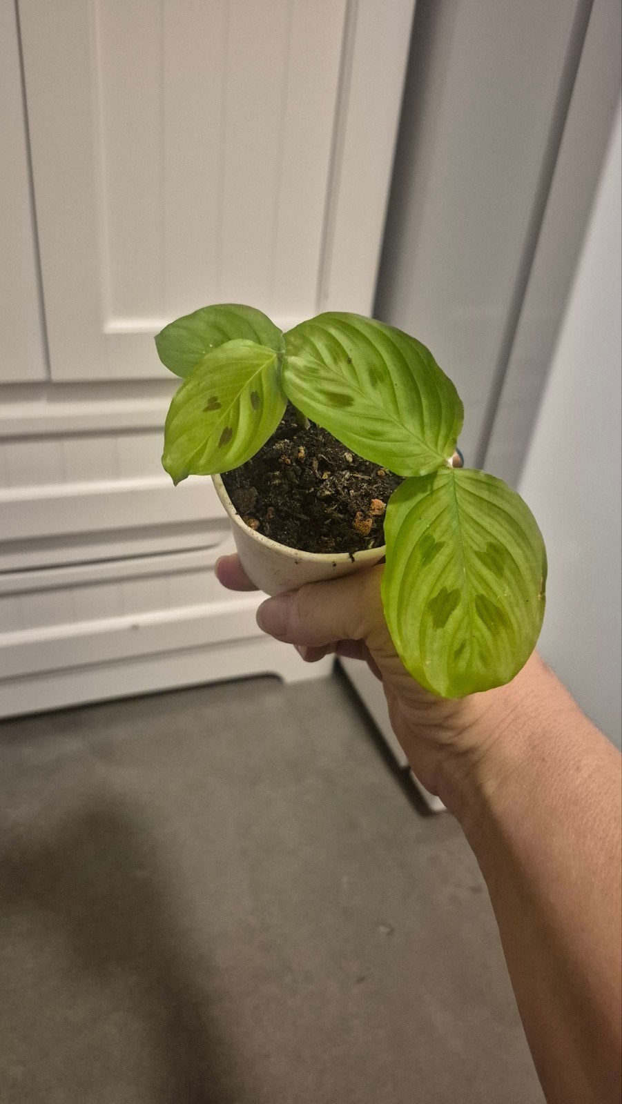maranta repens - mini maranta -maranta depressa, Ophalen of Verzenden
