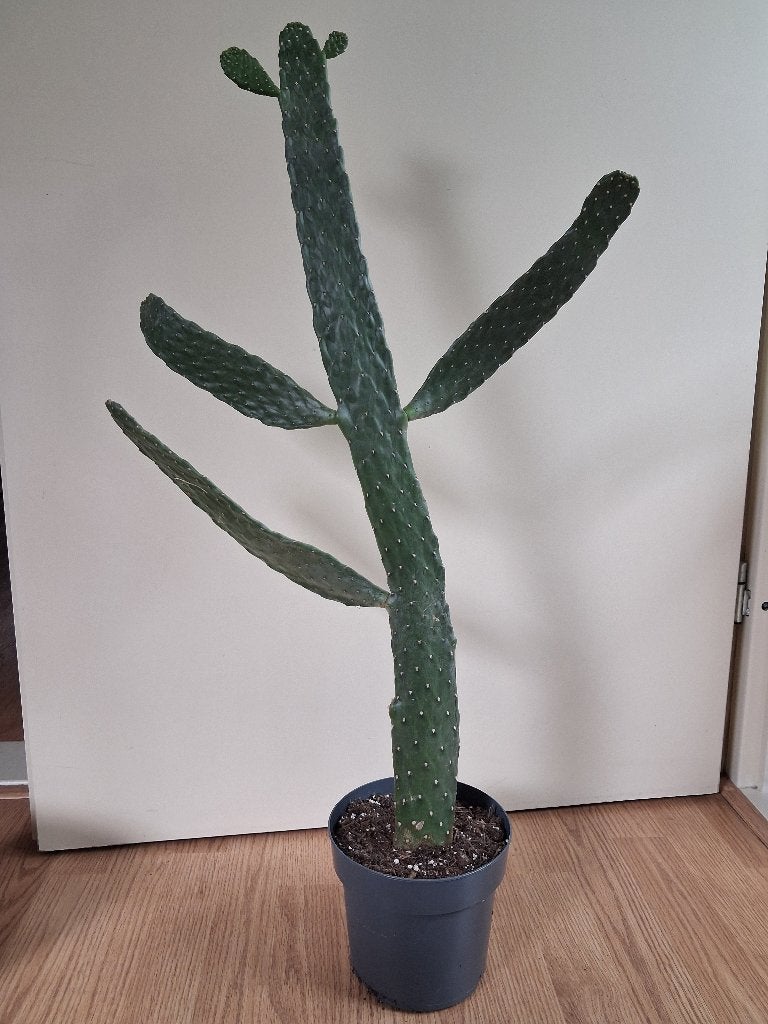 Opuntia Rubescens/Consolea Rubescens-Schijfcactus/Vijgcactus, Ophalen, Cactus, Minder dan 100 cm, Volle zon