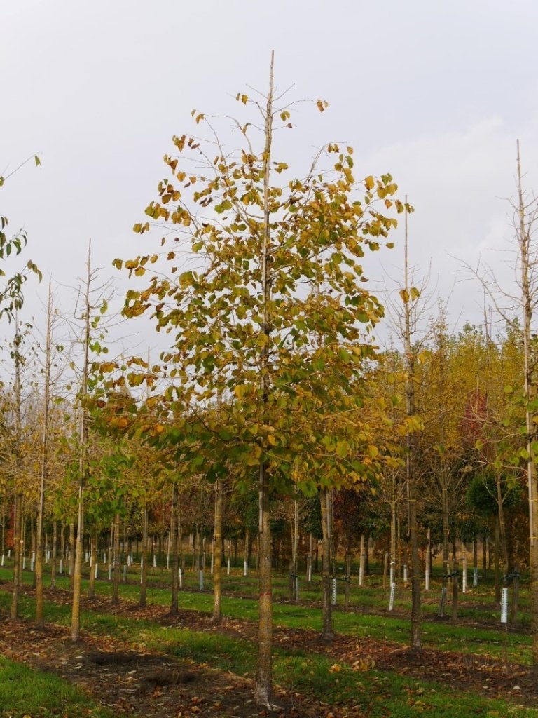 Corylus colurna, Turkse Hazelaar, jonge bomen GOEDKOOP, Ophalen of Verzenden, Volle zon, Overige soorten, 100 tot 250 cm