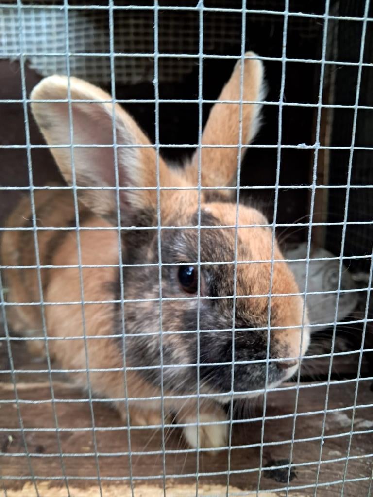 Gezocht: Liefdevol thuis voor knappe, jonge heer!, Dieren en Toebehoren, Konijnen, Middelgroot, Mannelijk, 0 tot 2 jaar