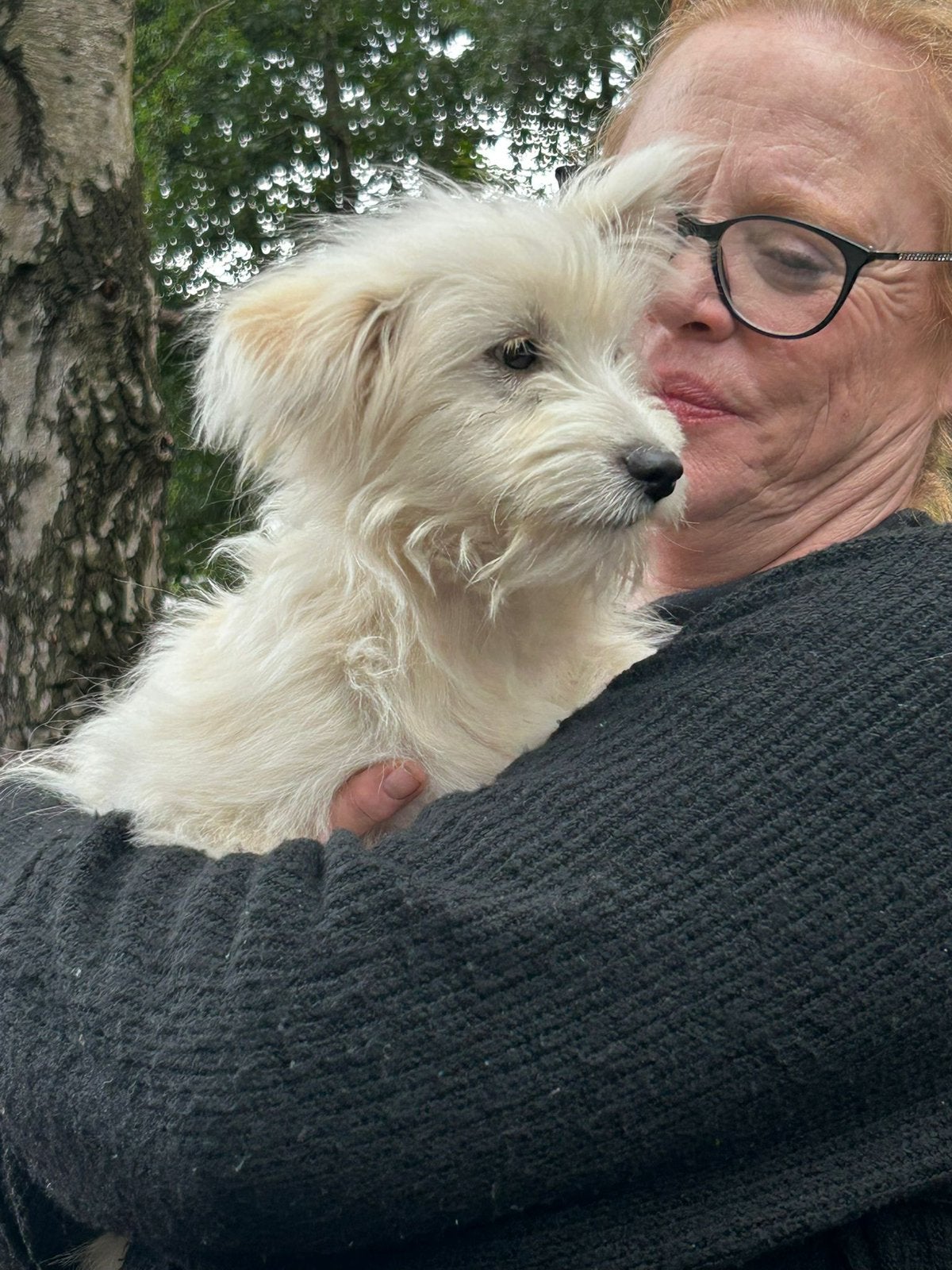 6 (nog 1!)Prachtige Boomer x Pomeriaantje meiden en jongens, Parvo, Nederland, Overige rassen, 8 tot 15 weken