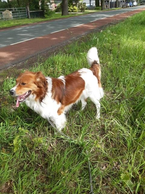 friese stabij dekreu, Reu, Parvo, Eén hond, 3 tot 5 jaar