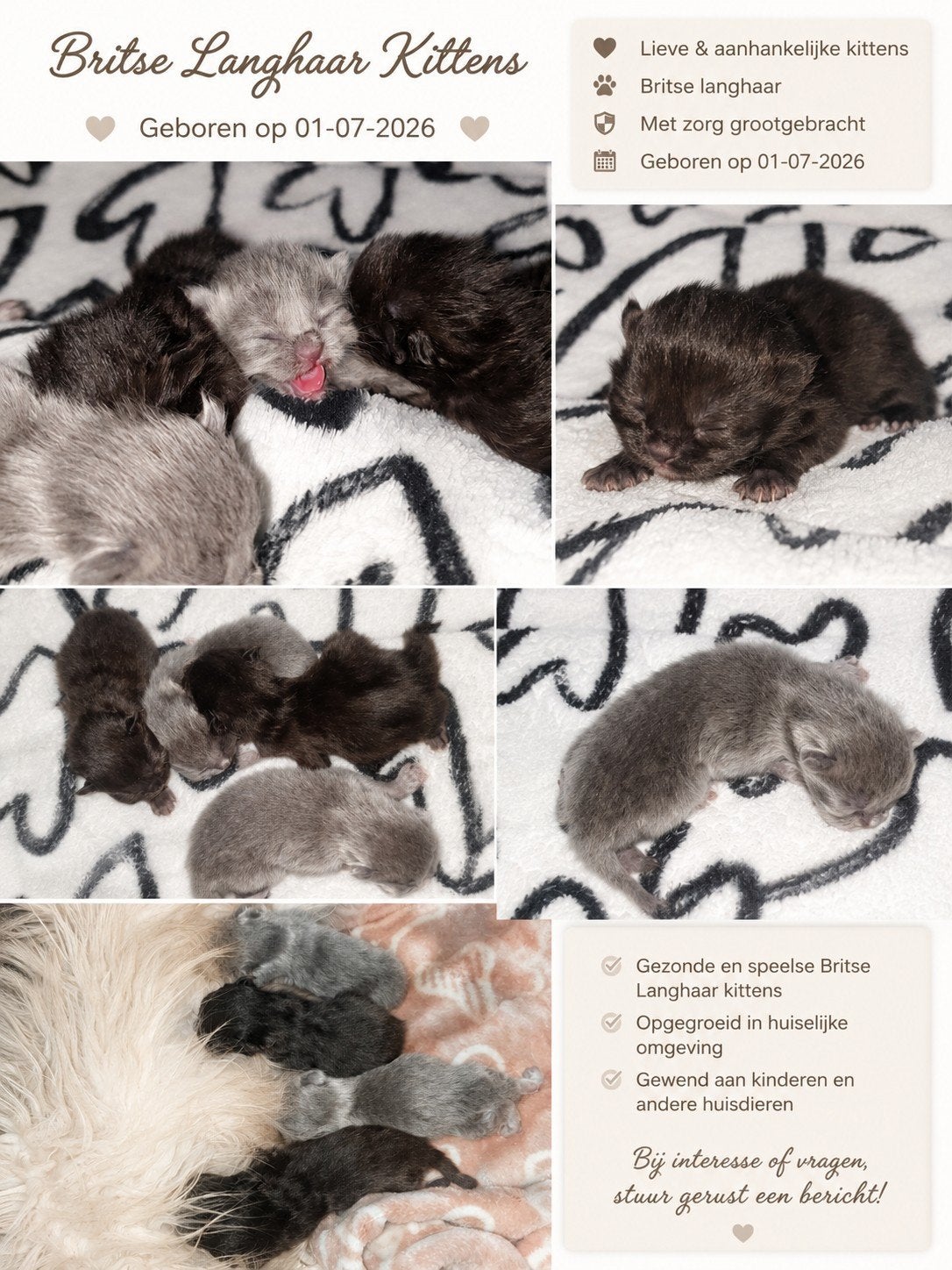 Britse langhaar kittens geboren 01-07-2026 choco kleur, Meerdere dieren