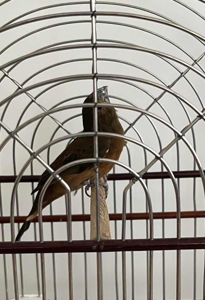 Twatwa sipa pop overjarig, Dieren en Toebehoren, Ophalen of Verzenden, Nieuw, Overige materialen, Overige typen