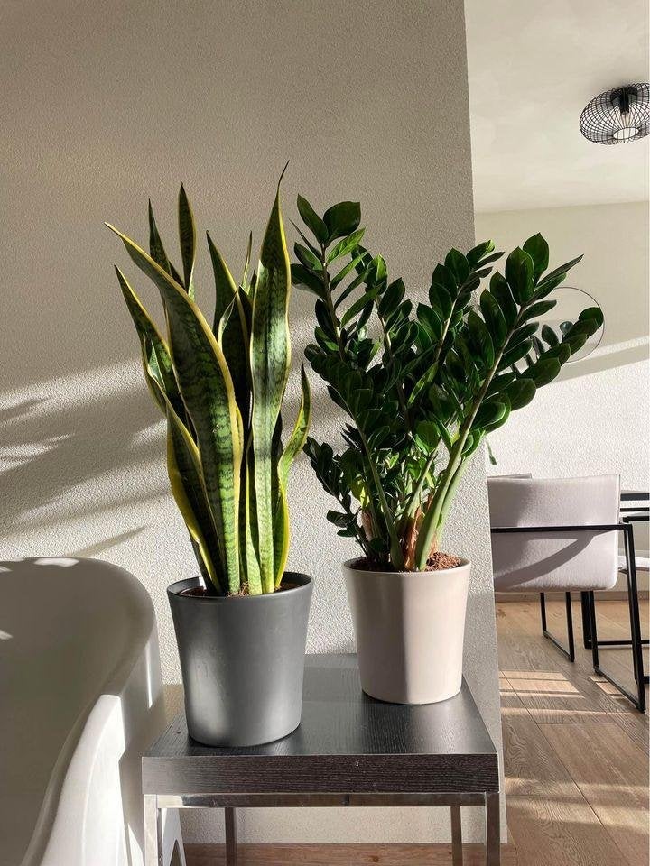plants, In pot, Minder dan 100 cm, Groene kamerplant, Halfschaduw