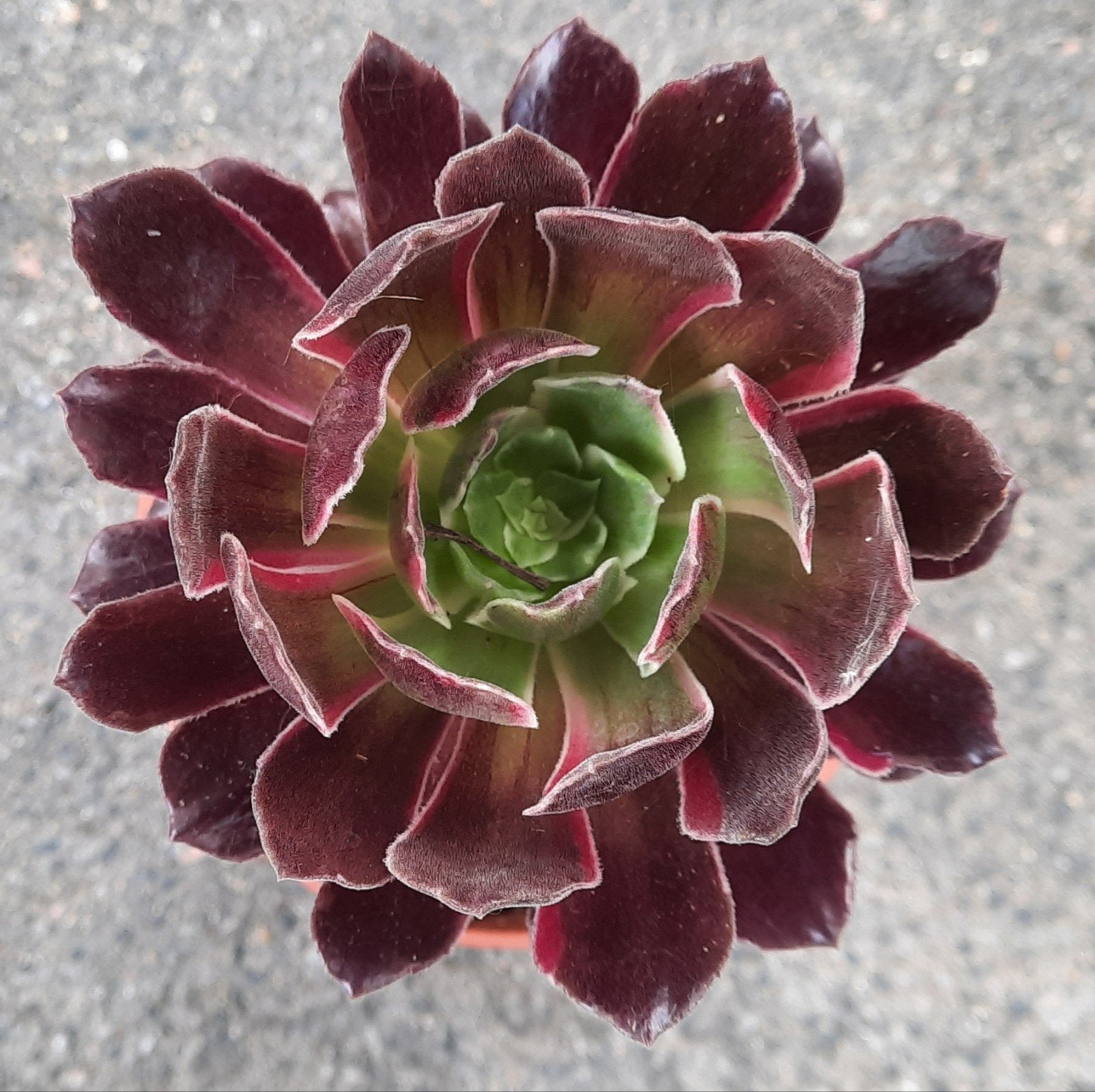 Aeonium Eden, Vetplant, Minder dan 100 cm, Groene kamerplant, Halfschaduw
