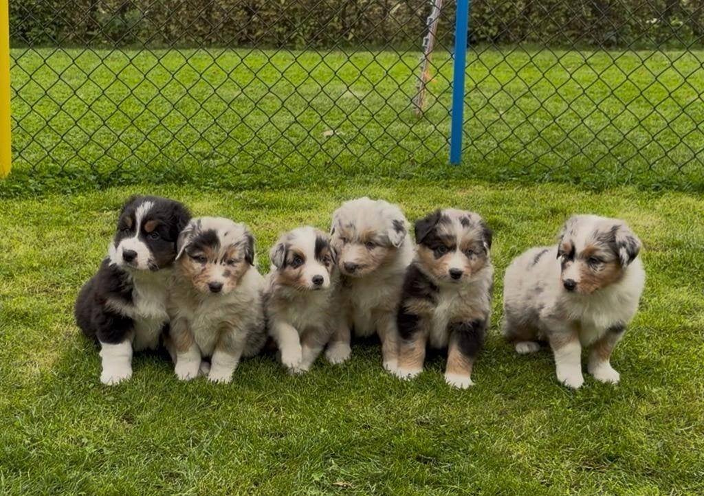 Australian Shepherd pups - reutjes, 8 tot 15 weken, CDV (hondenziekte), Meerdere, Nederland