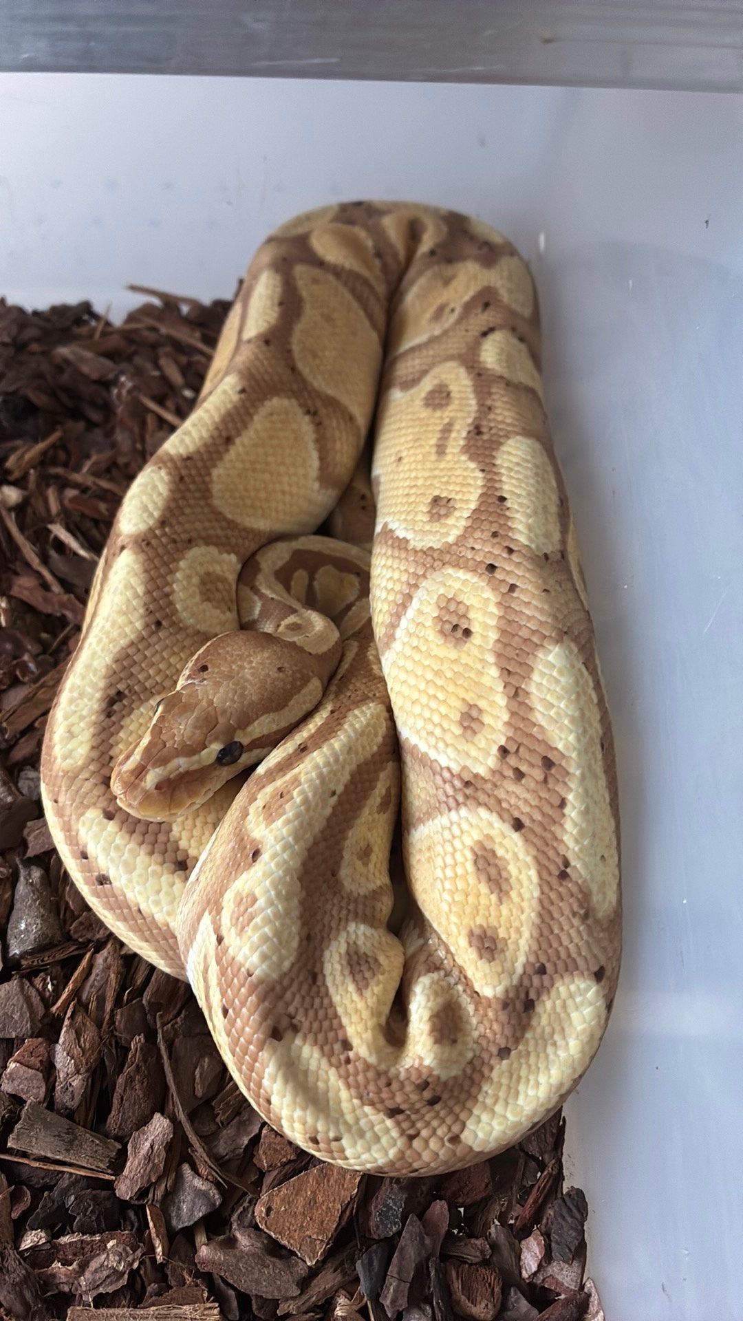 Ball python regius Ball Python photo 2