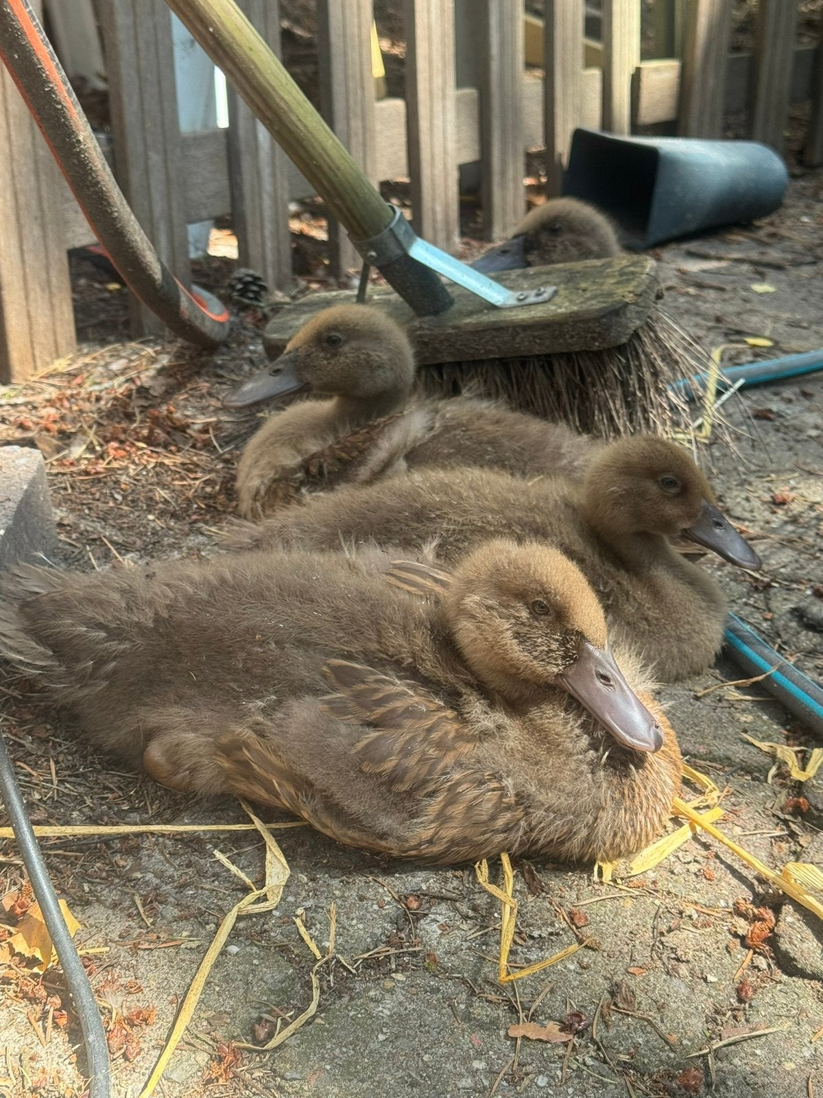 Khaki Campbell eenden kuikens, Meerdere dieren, Eend