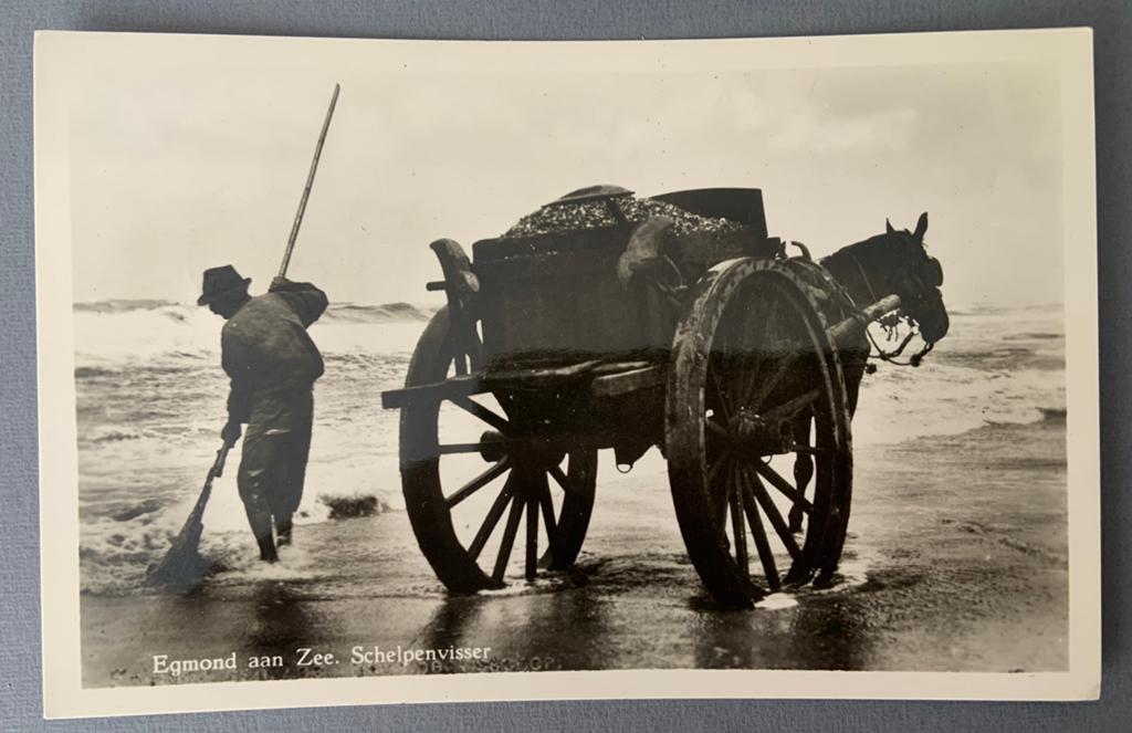 Egmond aan Zee - Schelpenvisser, Verzenden, 1940 tot 1960, Gelopen, Noord-Holland
